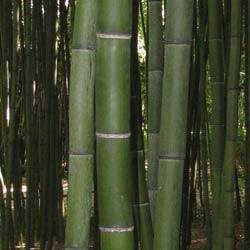 Bambou Phyllostachys vivax